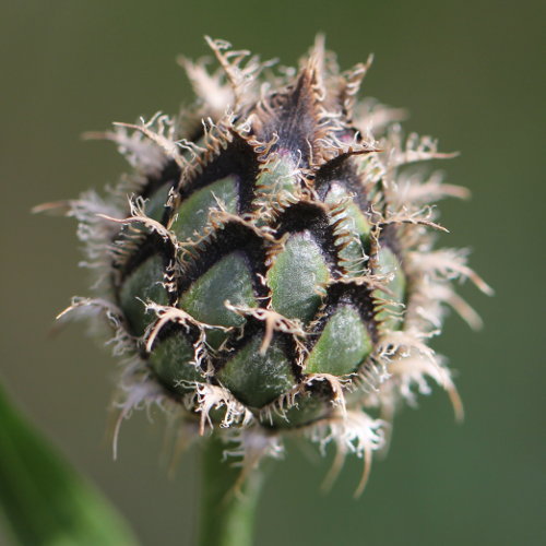 Gewöhnliche Skabiosen-Flockenblume / Centaurea scabiosa