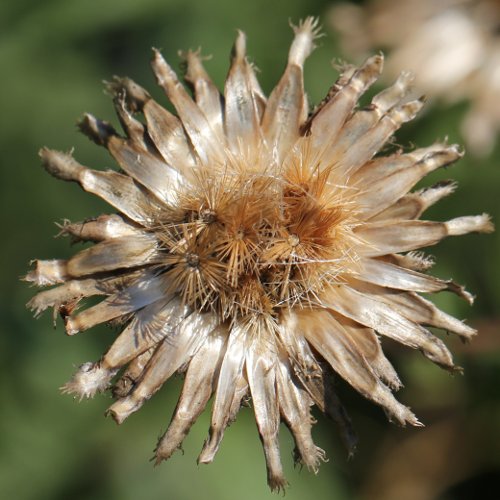 Gewöhnliche Skabiosen-Flockenblume / Centaurea scabiosa