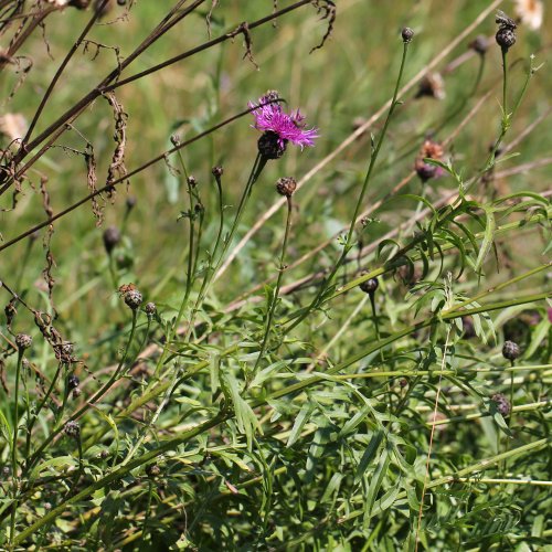 Gewöhnliche Skabiosen-Flockenblume / Centaurea scabiosa