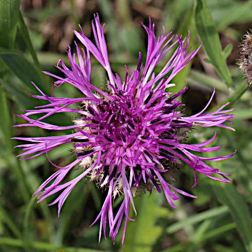 Gewöhnliche Skabiosen-Flockenblume / Centaurea scabiosa