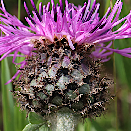 Gewöhnliche Skabiosen-Flockenblume / Centaurea scabiosa