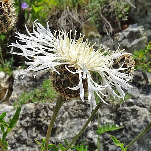 Gewöhnliche Skabiosen-Flockenblume / Centaurea scabiosa