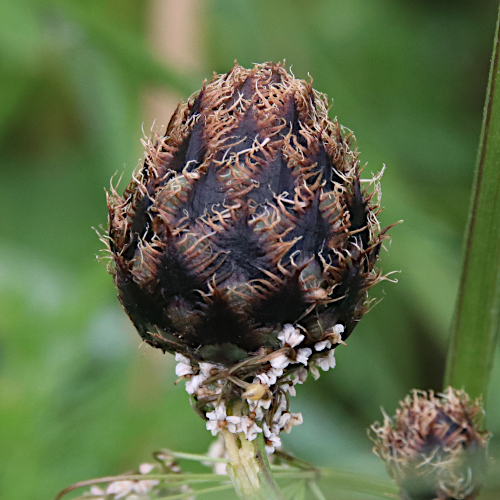 Alpen-Skabiosen-Flockenblume / Centaurea scabiosa subsp. alpestris