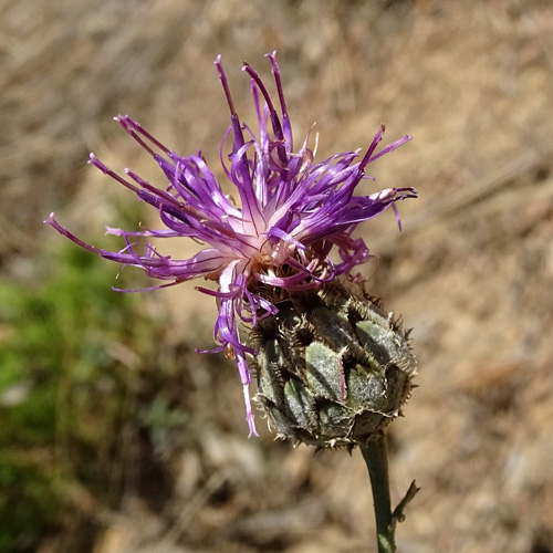 Grigna-Skabiosen-Flockenblume / Centaurea scabiosa subsp. grinensis