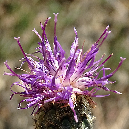 Grigna-Skabiosen-Flockenblume / Centaurea scabiosa subsp. grinensis