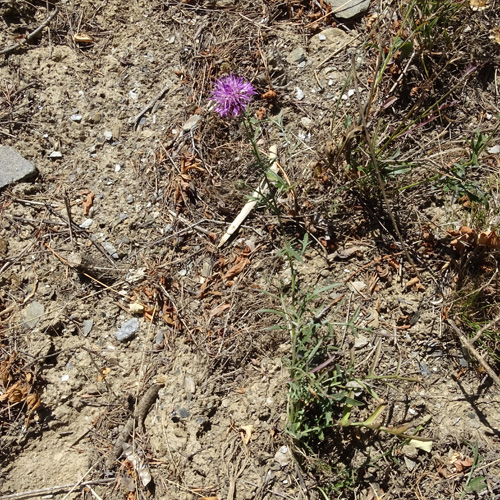 Grigna-Skabiosen-Flockenblume / Centaurea scabiosa subsp. grinensis