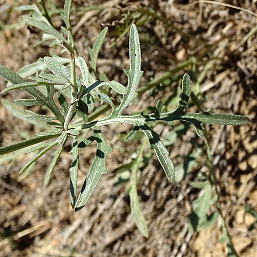 Grigna-Skabiosen-Flockenblume / Centaurea scabiosa subsp. grinensis