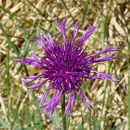 Alpen-Skabiosen-Flockenblume / Centaurea scabiosa subsp. alpestris