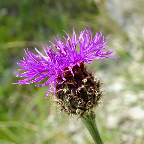 Alpen-Skabiosen-Flockenblume / Centaurea scabiosa subsp. alpestris