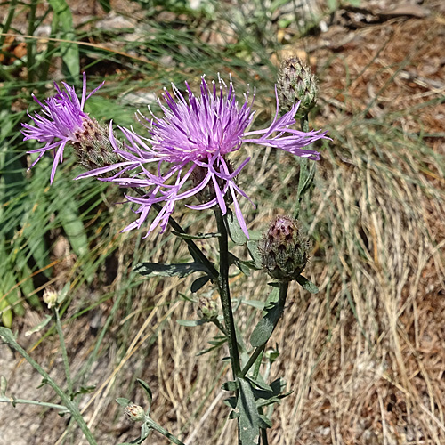 Rheinische Flockenblume / Centaurea stoebe