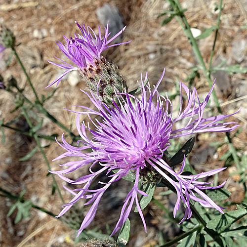 Rheinische Flockenblume / Centaurea stoebe