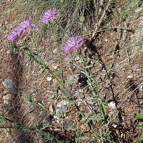 Rheinische Flockenblume / Centaurea stoebe