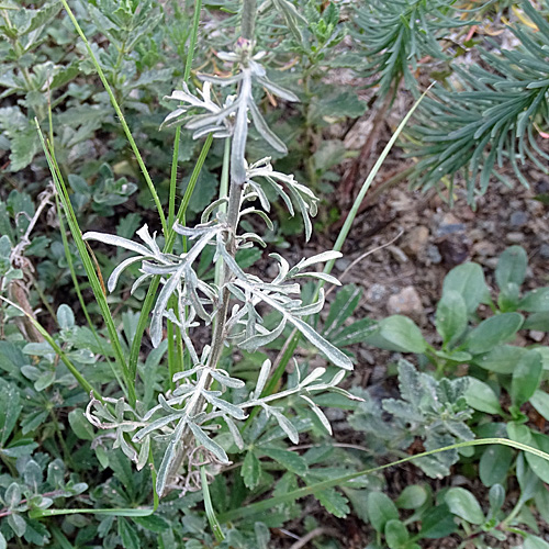 Rheinische Flockenblume / Centaurea stoebe