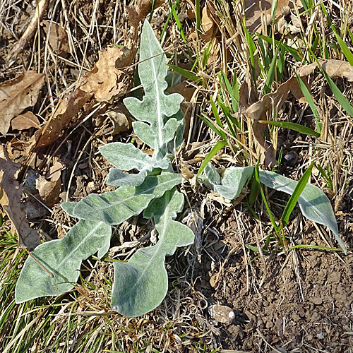 Trionfettis Flockenblume / Centaurea triumfettii