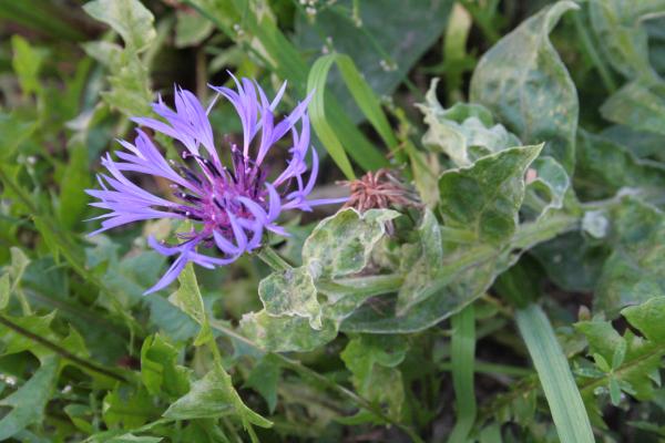 Trionfettis Flockenblume / Centaurea triumfettii