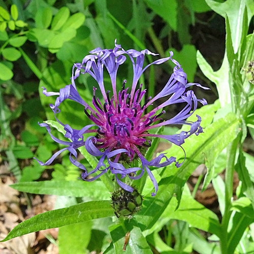 Trionfettis Flockenblume / Centaurea triumfettii