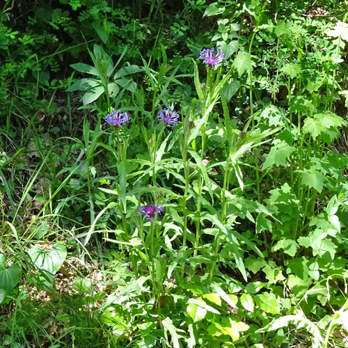 Trionfettis Flockenblume / Centaurea triumfettii