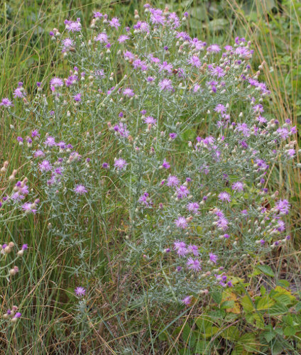 Walliser Flockenblume / Centaurea valesiaca