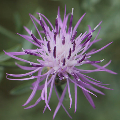 Walliser Flockenblume / Centaurea valesiaca