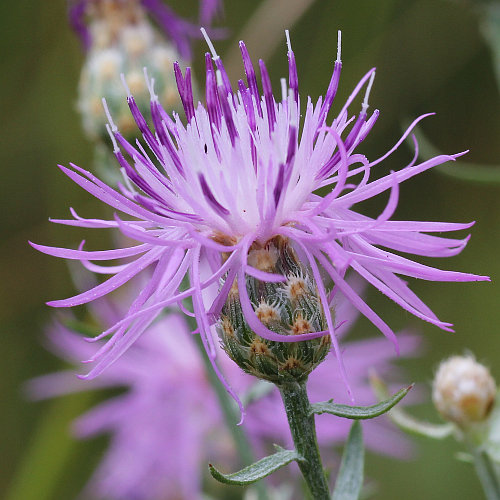 Walliser Flockenblume / Centaurea valesiaca