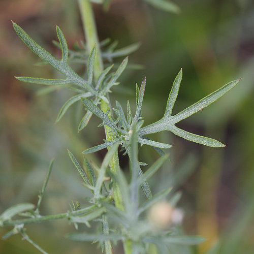 Walliser Flockenblume / Centaurea valesiaca