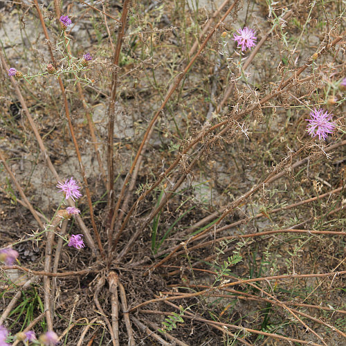Walliser Flockenblume / Centaurea valesiaca