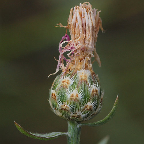 Walliser Flockenblume / Centaurea valesiaca