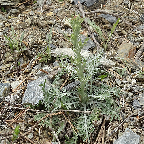 Walliser Flockenblume / Centaurea valesiaca