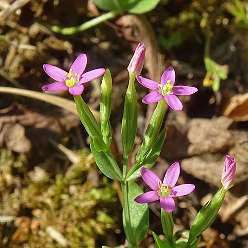 Kleines Tausendgüldenkraut / Centaurium pulchellum