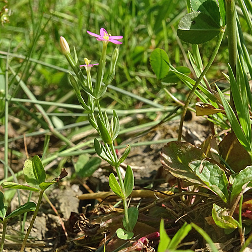 Kleines Tausendgüldenkraut / Centaurium pulchellum