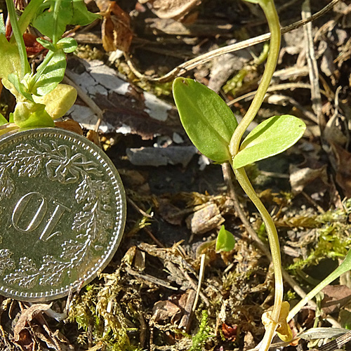 Kleines Tausendgüldenkraut / Centaurium pulchellum