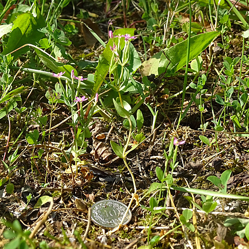 Kleines Tausendgüldenkraut / Centaurium pulchellum