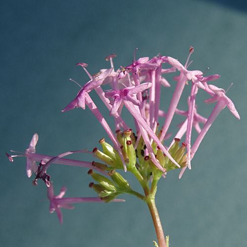 Schmalblättrige Spornblume / Centranthus angustifolius