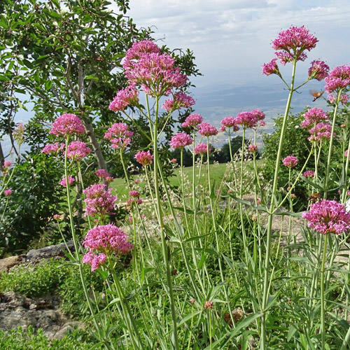 Schmalblättrige Spornblume / Centranthus angustifolius