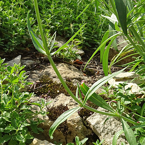 Schmalblättrige Spornblume / Centranthus angustifolius
