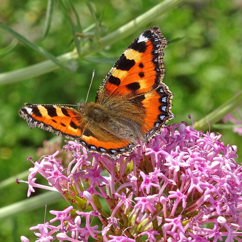 Schmalblättrige Spornblume / Centranthus angustifolius