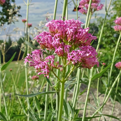 Schmalblättrige Spornblume / Centranthus angustifolius