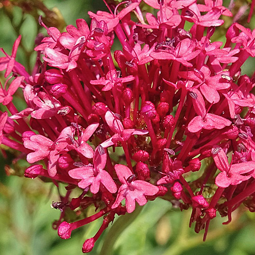 Rote Spornblume / Centranthus ruber
