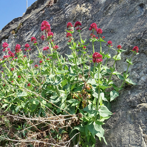 Rote Spornblume / Centranthus ruber