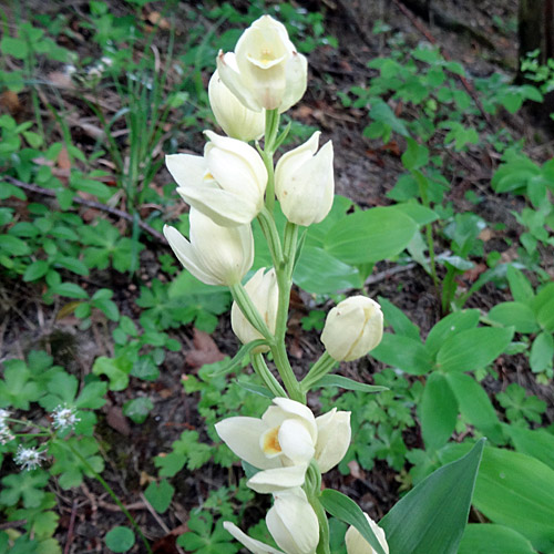 Weisses Waldvögelein / Cephalanthera damasonium