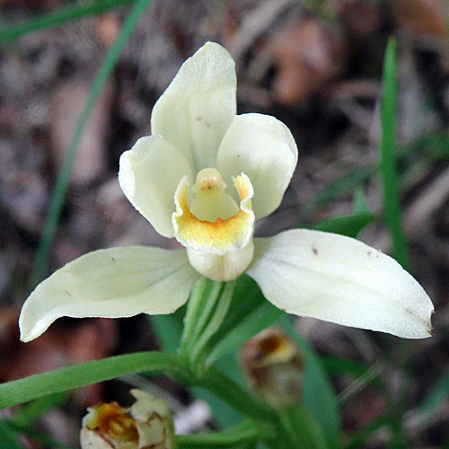 Weisses Waldvögelein / Cephalanthera damasonium