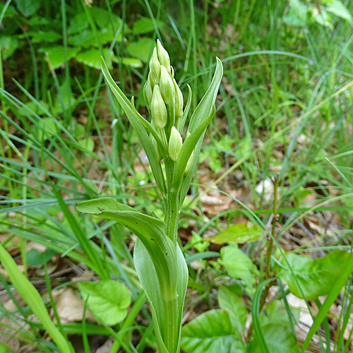 Weisses Waldvögelein / Cephalanthera damasonium