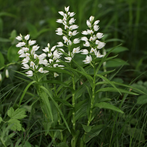 Langblättriges Waldvögelein / Cephalanthera longifolia