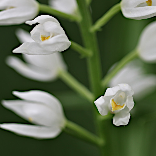 Langblättriges Waldvögelein / Cephalanthera longifolia