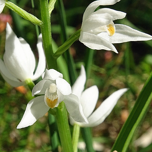 Langblättriges Waldvögelein / Cephalanthera longifolia