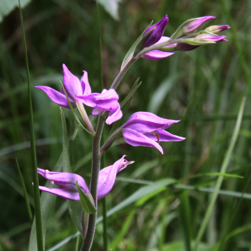 Rotes Waldvögelein / Cephalanthera rubra