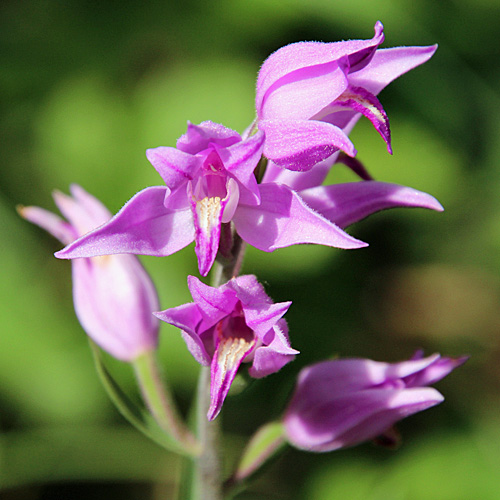 Rotes Waldvögelein / Cephalanthera rubra