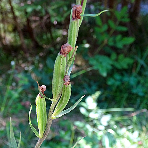 Rotes Waldvögelein / Cephalanthera rubra