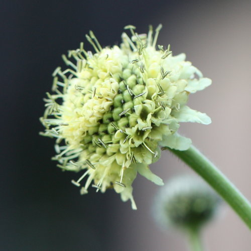 Alpen-Schuppenkopf / Cephalaria alpina