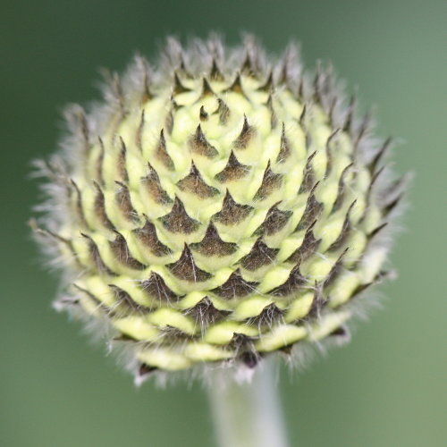 Alpen-Schuppenkopf / Cephalaria alpina